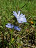 Cichorium intybus. Часть побега с соцветиями. Смоленская обл., Смоленский р-н, окр. пос. Каспля. 26.08.2011.