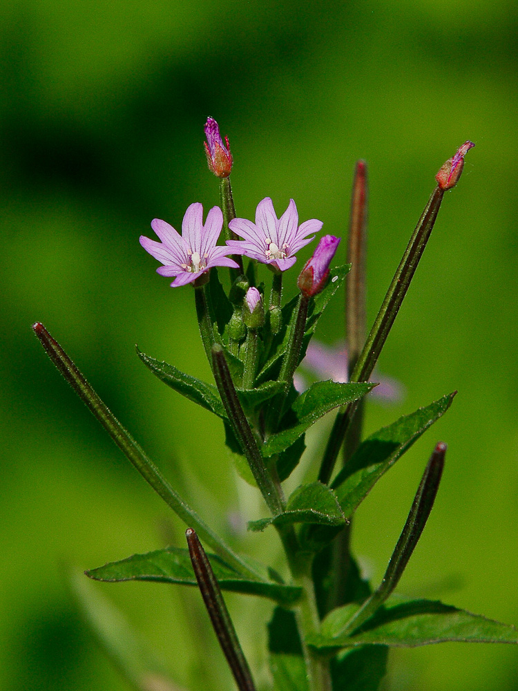 Image of Epilobium glandulosum specimen.