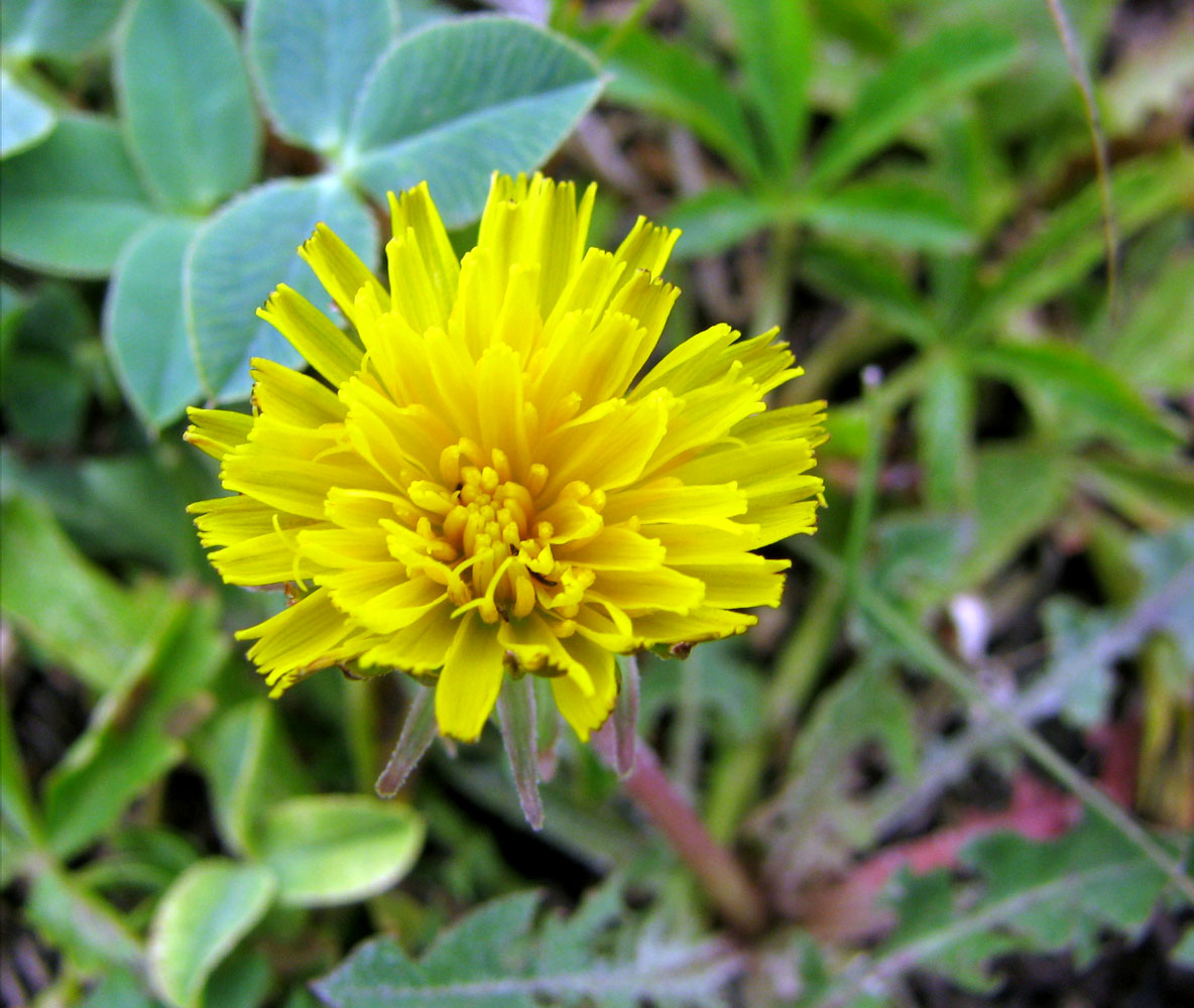 Image of genus Taraxacum specimen.