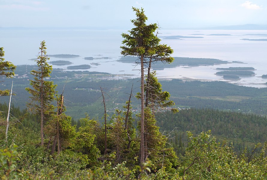 Image of Picea &times; fennica specimen.