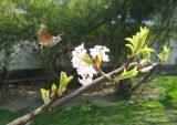 Viburnum × bodnantense. Соцветие с кормящимся бражником. Крым, г. Ялта, в культуре. 24 марта 2012 г.