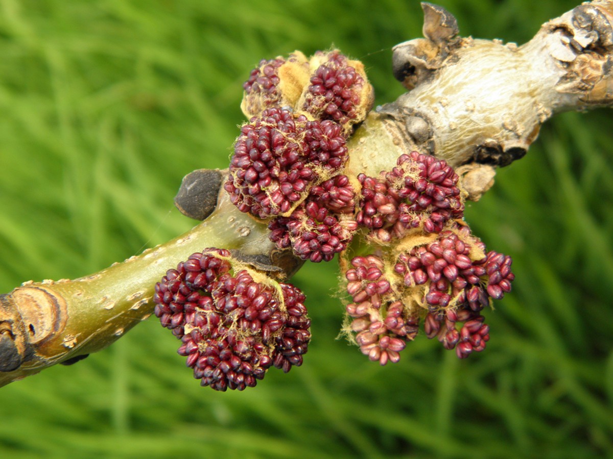 Изображение особи Fraxinus mandshurica.