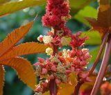 Ricinus communis. Соцветия. Московская обл., дачный участок. 19.08.2006.
