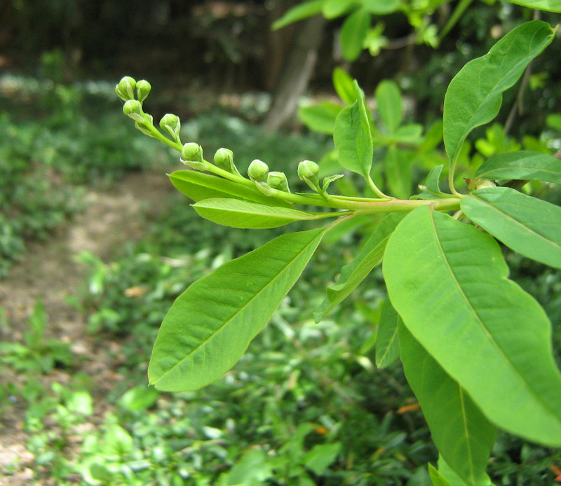 Image of Exochorda korolkowii specimen.