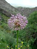 Allium stipitatum