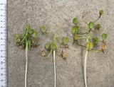 Ornithogalum sintenisii