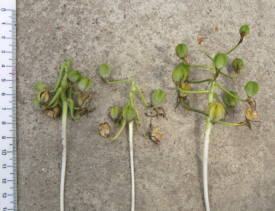 Image of Ornithogalum sintenisii specimen.