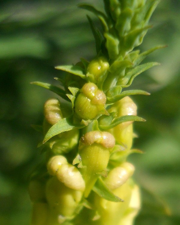 Изображение особи Linaria acutiloba.