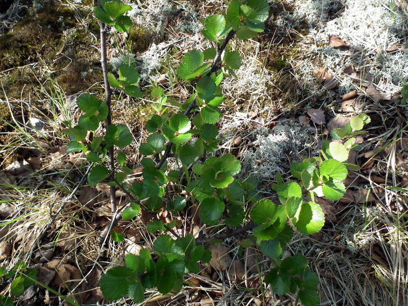 Image of Betula nana specimen.