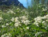 Clematis vitalba