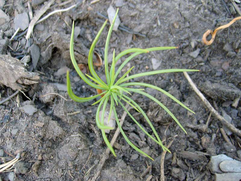 Изображение особи Pinus sibirica.