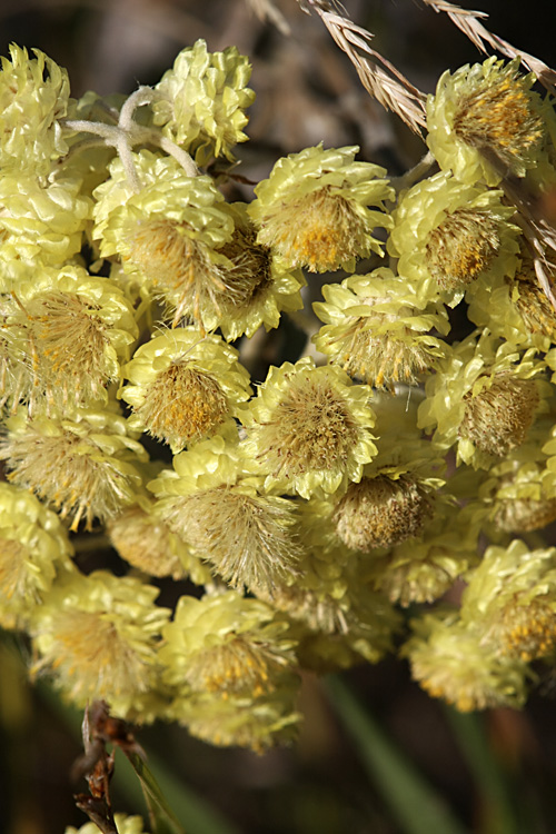 Изображение особи Helichrysum maracandicum.