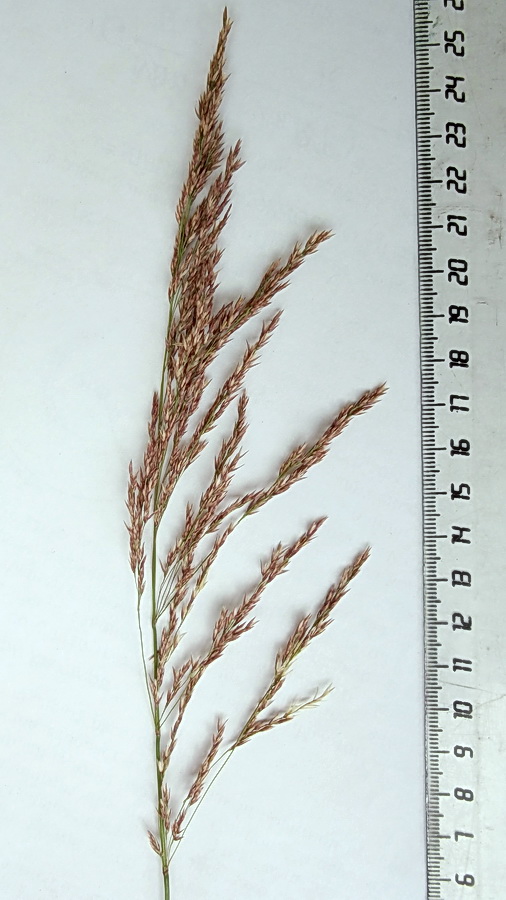 Image of Calamagrostis barbata specimen.