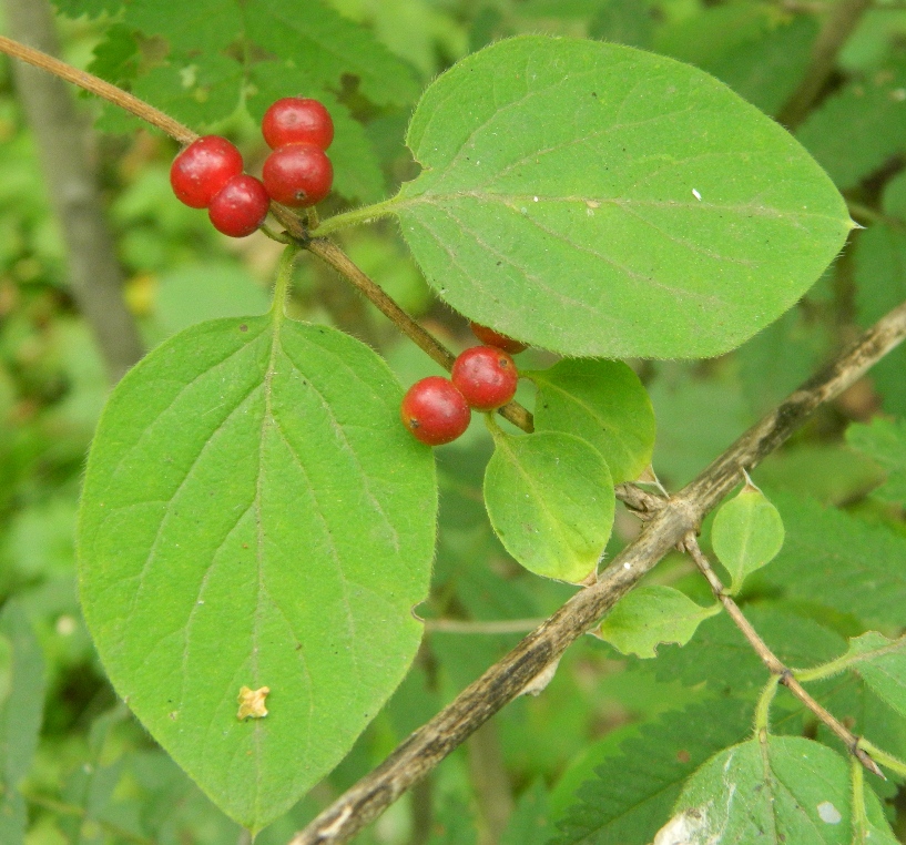 Изображение особи Lonicera xylosteum.