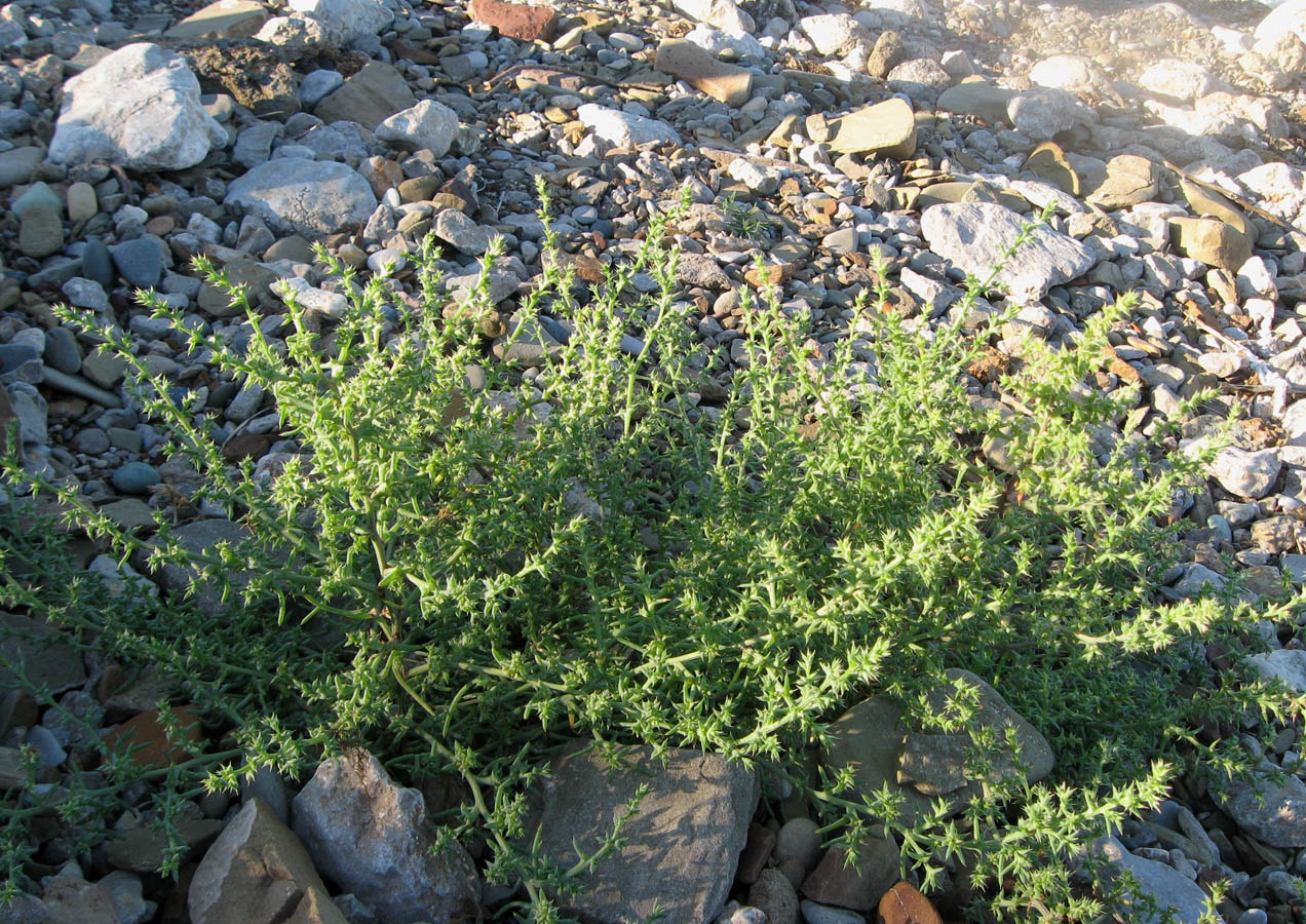 Image of Salsola pontica specimen.