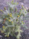 Senecio vulgaris