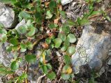Salix nummularia