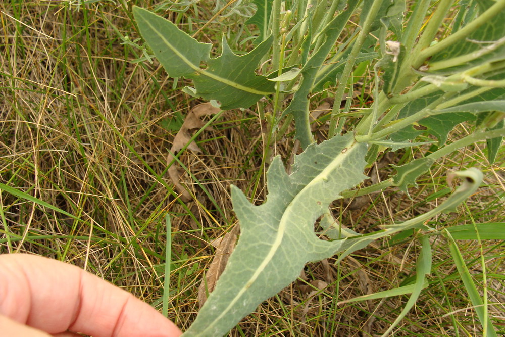 Image of Lactuca tatarica specimen.