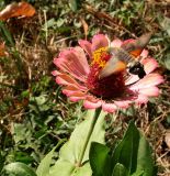 Zinnia elegans