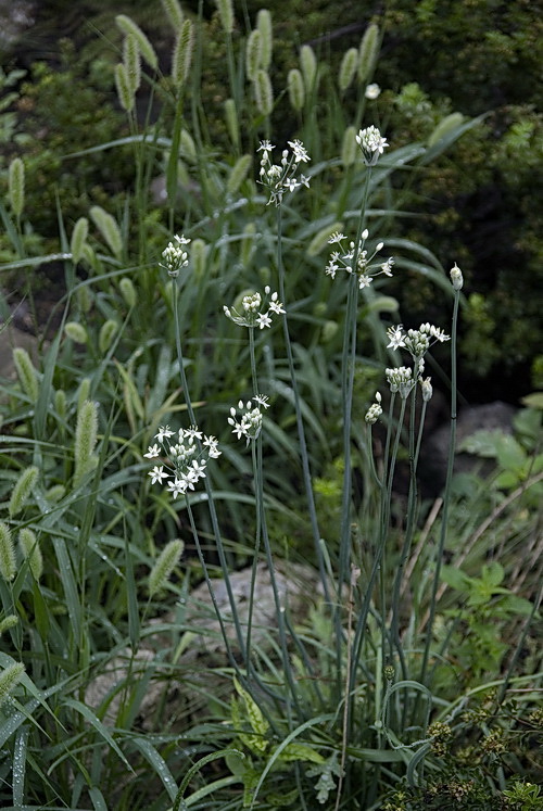 Изображение особи Allium ramosum.