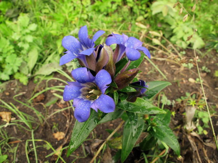 Изображение особи Gentiana scabra.