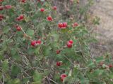 Lonicera iberica