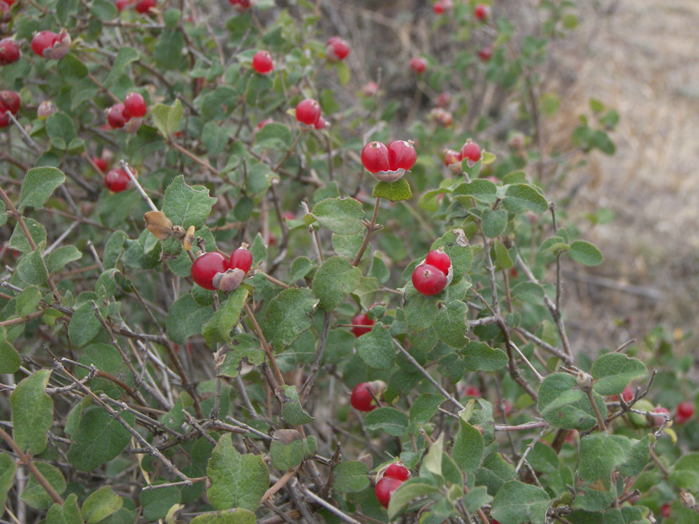 Image of Lonicera iberica specimen.