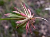 Androsace septentrionalis