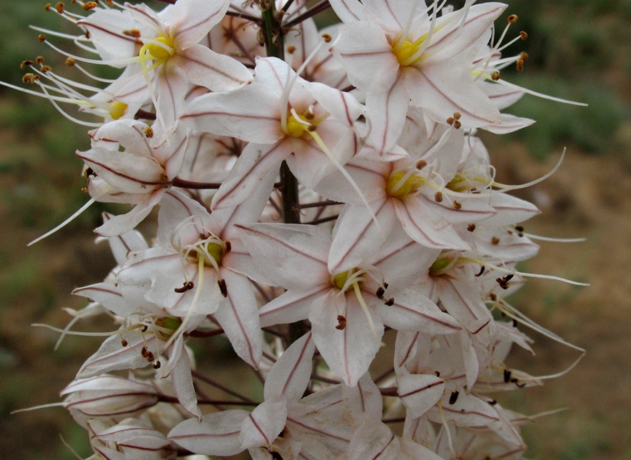 Image of Eremurus olgae specimen.