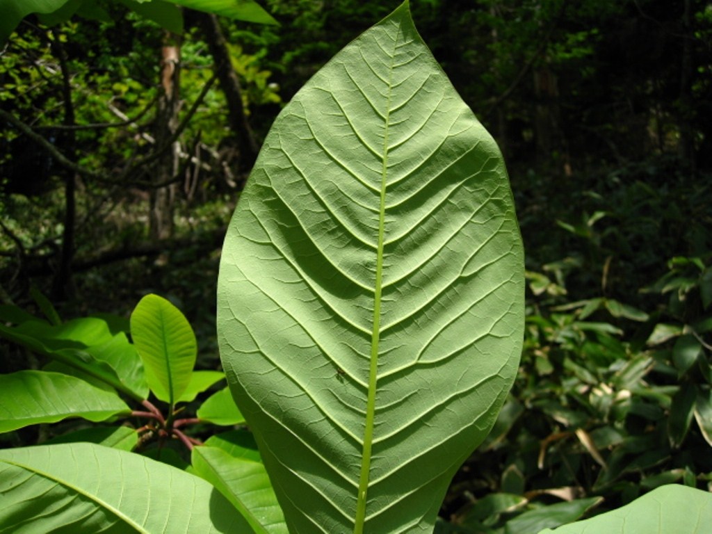 Image of Magnolia hypoleuca specimen.