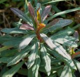 Euphorbia amygdaloides