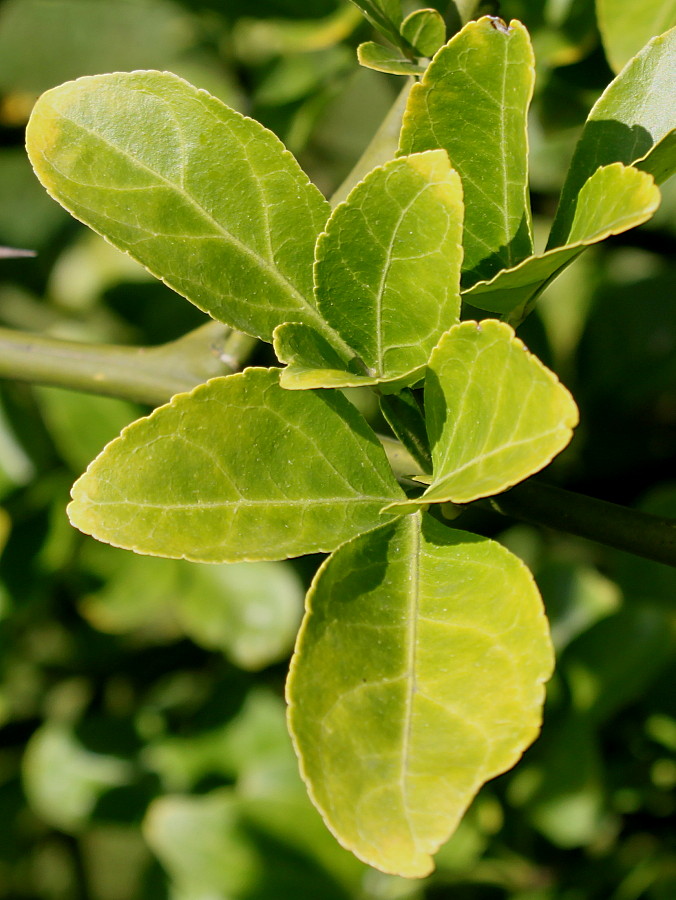 Image of Poncirus trifoliata specimen.