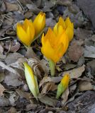 Sternbergia clusiana. Цветущие растения. Israel, Golan Heights, Reches Chezka. 07.10.2006.