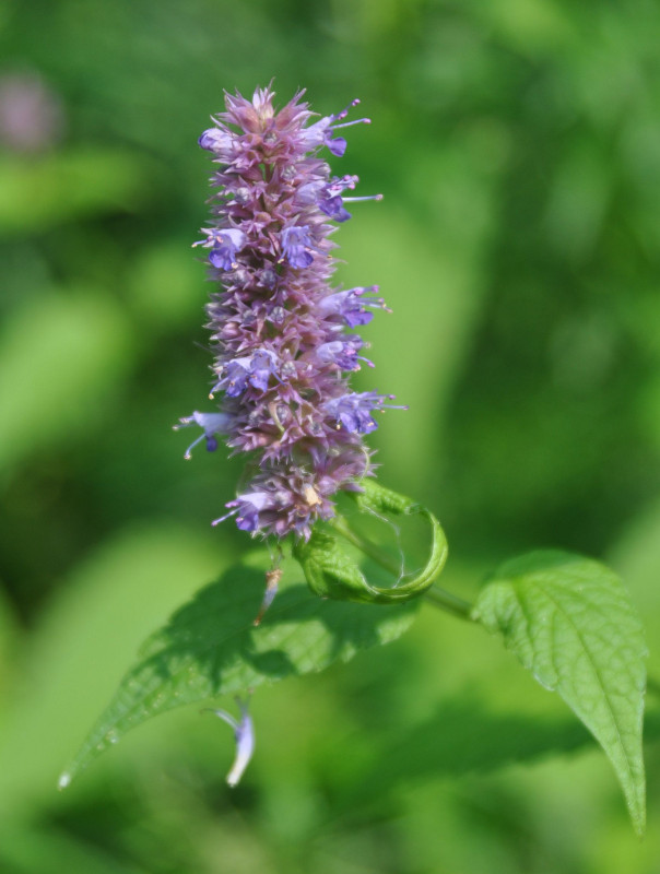 Изображение особи Agastache rugosa.