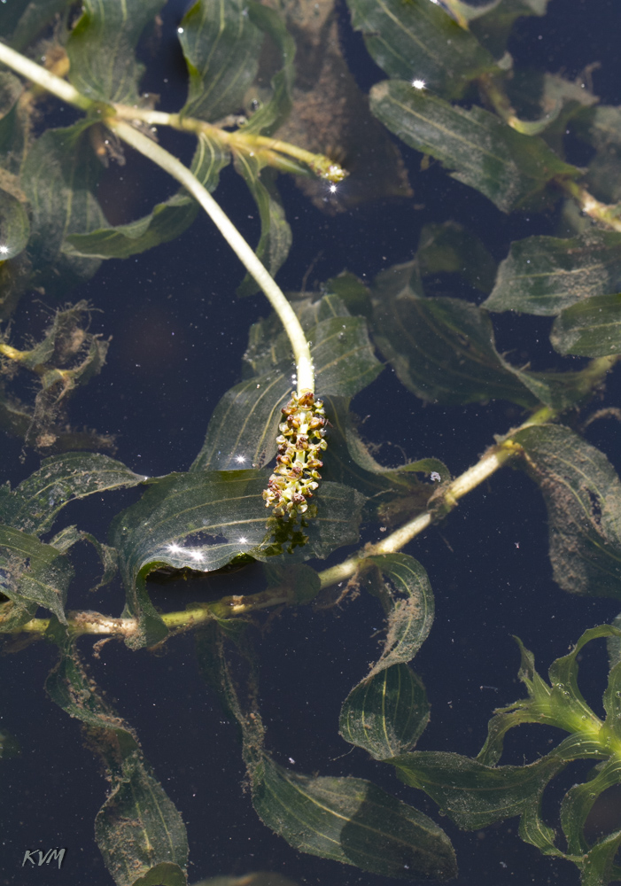 Image of Potamogeton perfoliatus specimen.