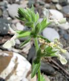 Stachys maritima. Верхушка цветущего растения. Абхазия, Гагрский р-н, г. Пицунда, пляж. 10.06.2012.