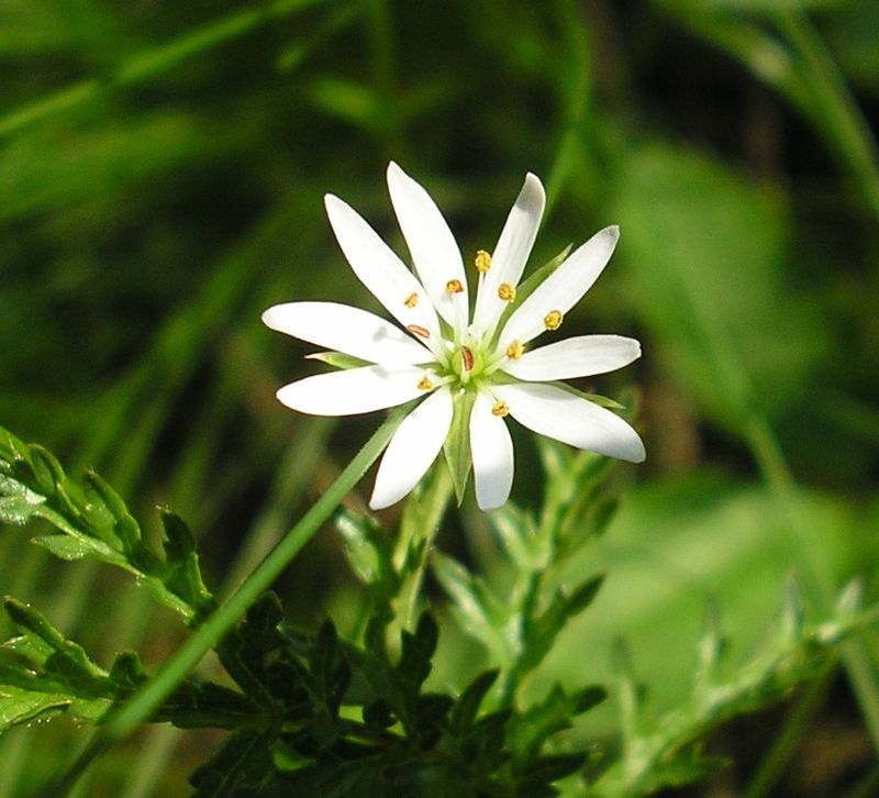 Image of Stellaria graminea specimen.