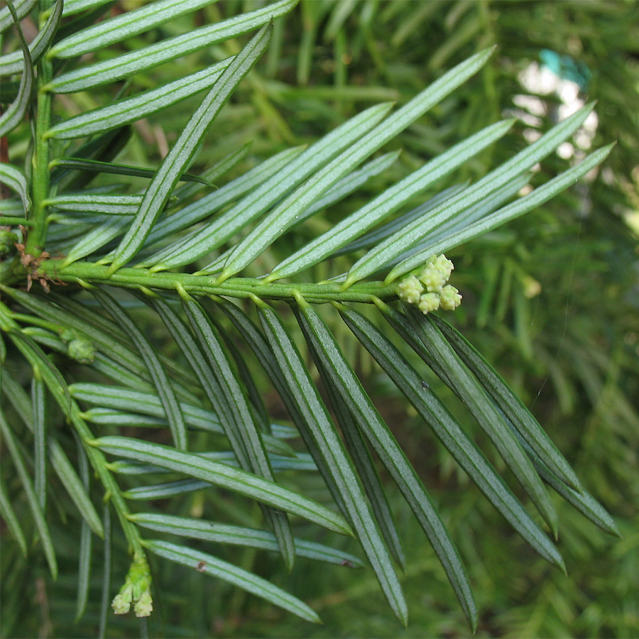 Изображение особи Cephalotaxus harringtonia.