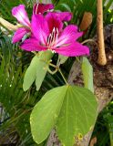 Bauhinia × blakeana