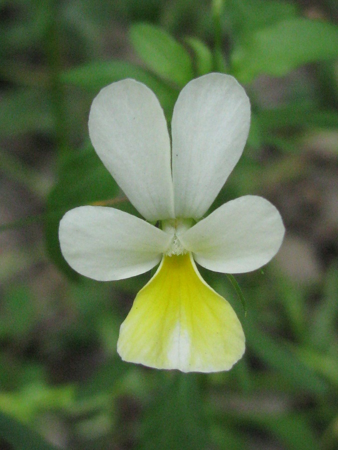 Image of Viola &times; contempta specimen.