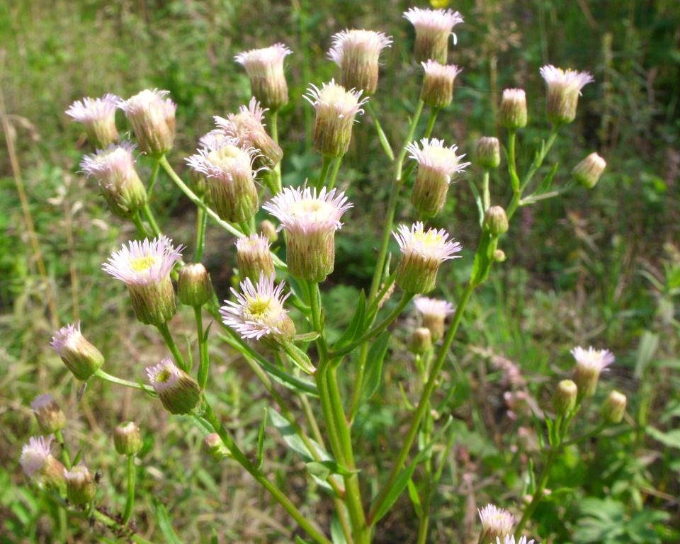 Image of Erigeron manshuricus specimen.