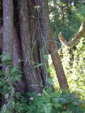 Arabis pendula. Цветущее и плодоносящее растение. Украина, Черниговская обл., Коропский р-н, национальный природный парк \"Мезинский\". 13.07.2008.