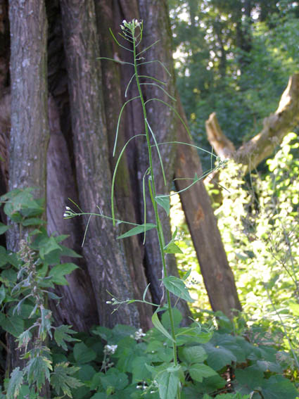 Image of Arabis pendula specimen.