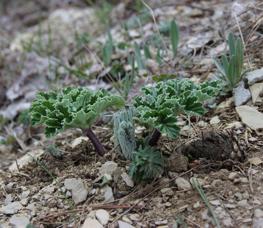 Image of Heracleum stevenii specimen.