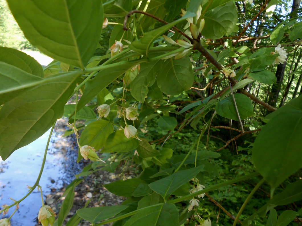 Image of Staphylea pinnata specimen.