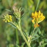 Medicago falcata