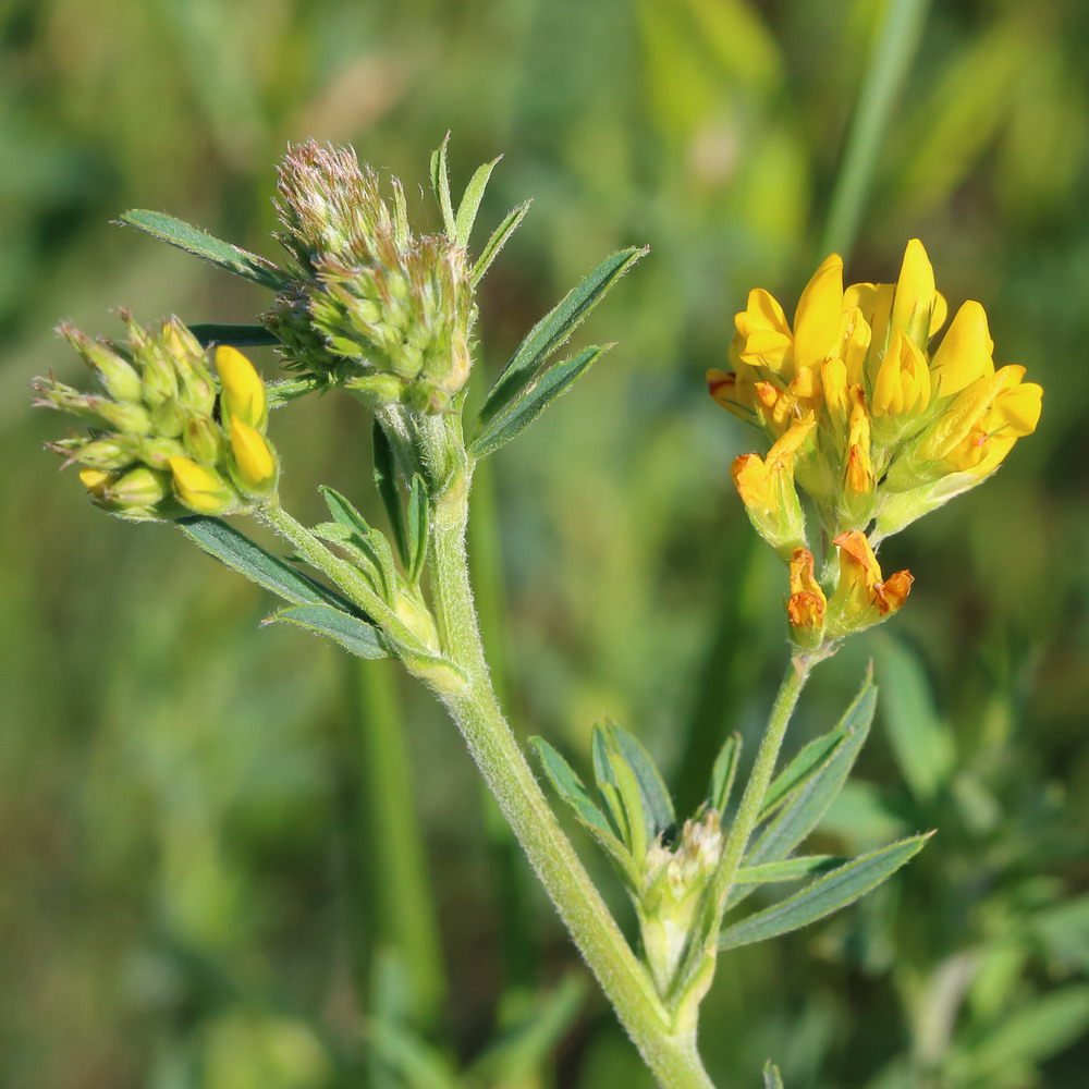 Изображение особи Medicago falcata.