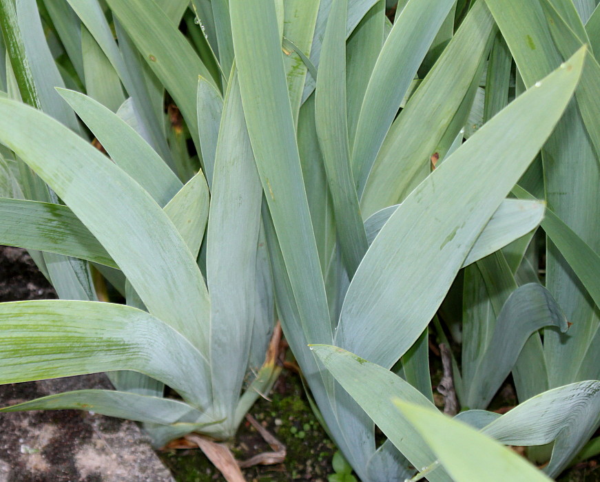 Image of genus Iris specimen.