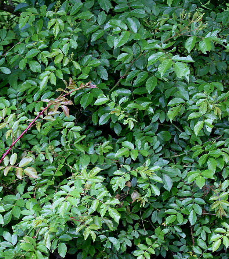 Image of Rosa filipes specimen.