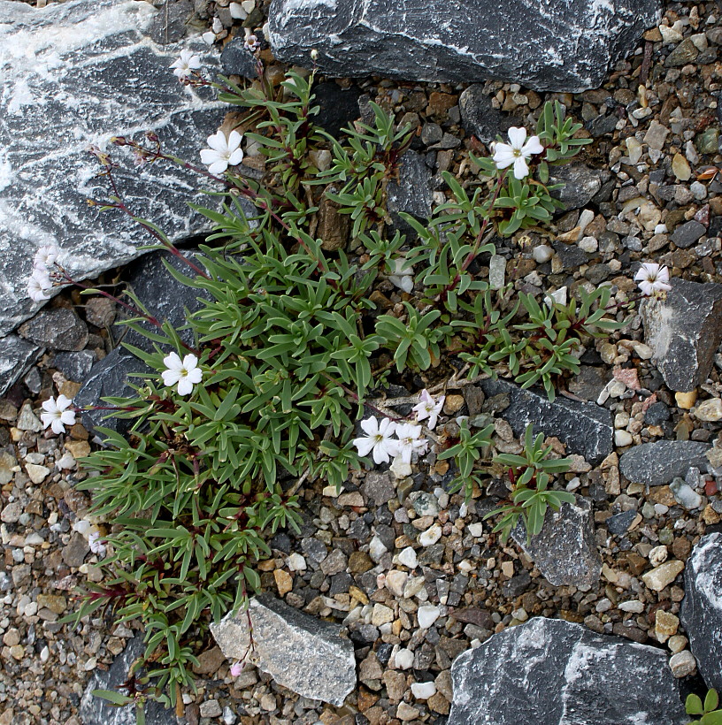 Image of Gypsophila repens specimen.